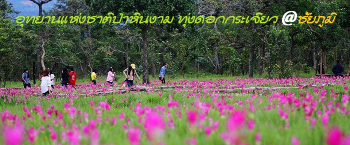 ที่พัก บ้านพัก ป่าหินงาม ทุ่งดอกกระเจียว มอหินขาว ตาดโตน ชัยภูมิ บ้านป่าดินหินงาม (39).jpg